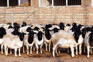 杜泊羊养殖加盟利润怎么样 一年能赚多少钱