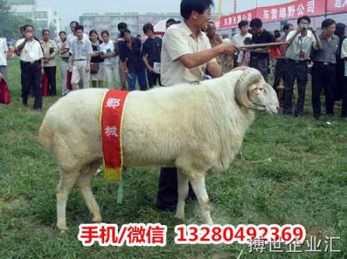 大石桥白杜泊羊种羊多少钱